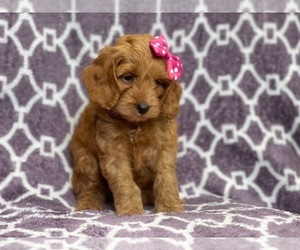 Cocker Spaniel-Poodle (Miniature) Mix Puppy for sale in LAKELAND, FL, USA