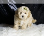 Small #4 Maltipoo
