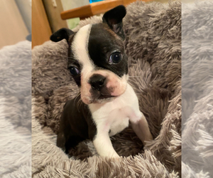 Boston Terrier Puppy for sale in FRANKLIN, NC, USA