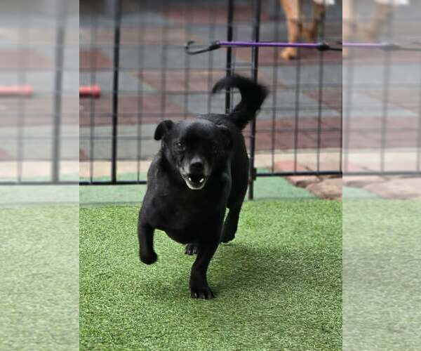 Medium Photo #11 Chihuahua Puppy For Sale in Sandy, UT, USA