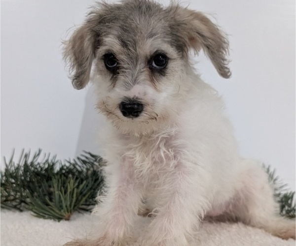 Medium Photo #36 Schnoodle (Miniature) Puppy For Sale in GOSHEN, IN, USA