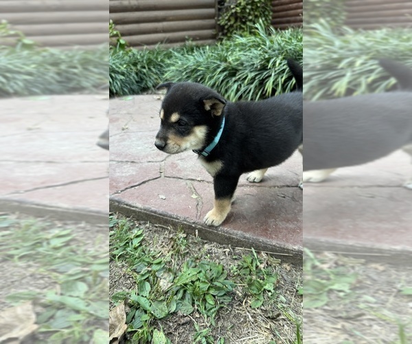 Medium Photo #17 Shiba Inu Puppy For Sale in NEW ATHENS, IL, USA
