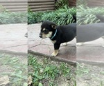 Small Photo #17 Shiba Inu Puppy For Sale in NEW ATHENS, IL, USA