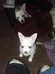 Chorkie-Pomeranian Mix Puppy for sale in PRINEVILLE, OR, USA