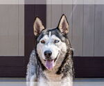 Small #7 Huskies  Mix