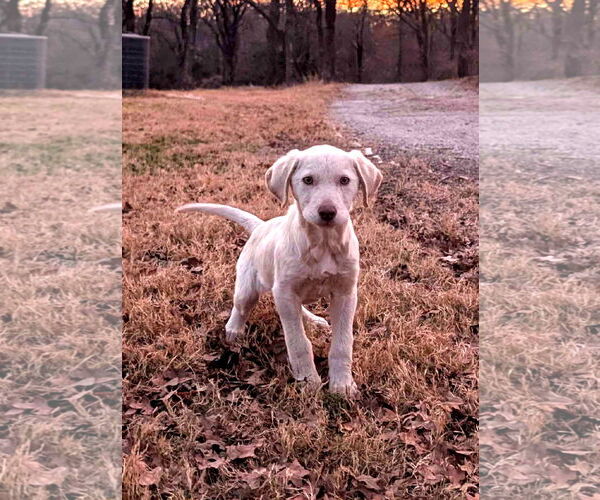 Medium Photo #3 Labrador Retriever-Unknown Mix Puppy For Sale in Fort Worth, TX, USA