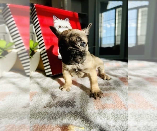 Full screen Photo #2 French Bulldog Puppy For Sale in KISSIMMEE, FL, USA