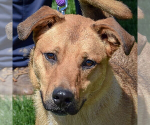 Medium Photo #2 Shepradors Puppy For Sale in Huntley, IL, USA