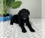 Small Photo #4 Golden Retriever-Miniature American Shepherd Mix Puppy For Sale in FRANKLIN, IN, USA