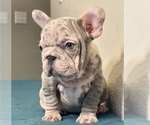 Small Photo #2 French Bulldog Puppy For Sale in LOS ANGELES, CA, USA
