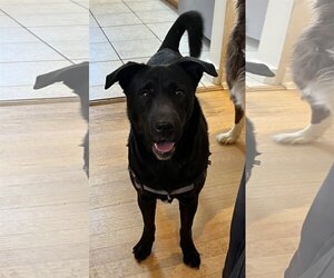 Labrador Retriever-Unknown Mix Dogs for adoption in Aurora, CO, USA