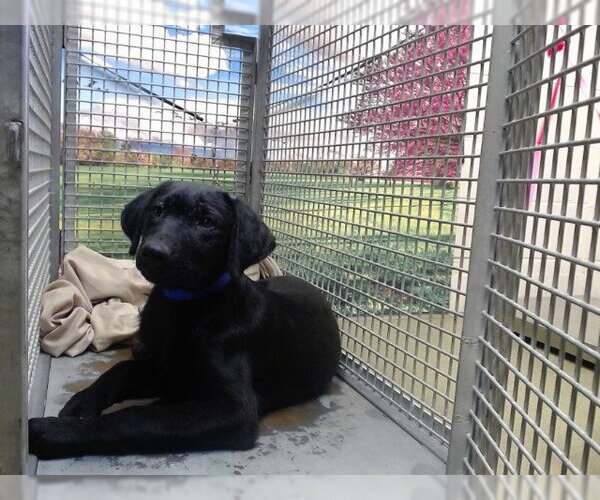 Medium Photo #1 Labrador Retriever-Unknown Mix Puppy For Sale in Moreno Valley, CA, USA