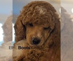 Small #9 Poodle (Miniature)