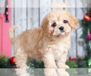 Cavachon Puppy for sale in MOUNT VERNON, OH, USA