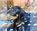Puppy Princess Leah Doberman Pinscher