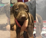 Small Photo #4 Doberman Pinscher Puppy For Sale in N FAIRFIELD, OH, USA