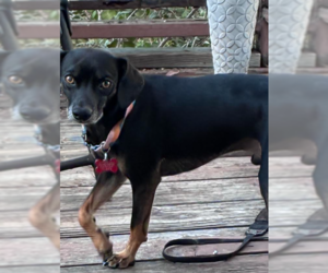 PeeWee - Male Doxle Dog for Adoption - Photo #4