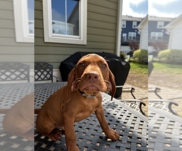 Medium Photo #1 Vizsla Puppy For Sale in RALEIGH, NC, USA