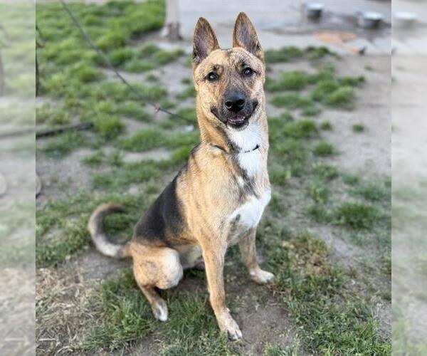 Medium Photo #1 Holland Shepherd-Unknown Mix Puppy For Sale in Modesto, CA, USA