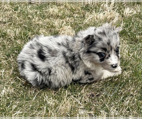 Medium Photo #7 Miniature Australian Shepherd Puppy For Sale in FAIR HAVEN, MI, USA