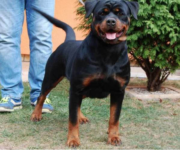 Medium Photo #1 Rottweiler Puppy For Sale in S CHARLESTON, WV, USA
