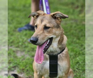 Shepradors Dogs for adoption in Princeton, MN, USA