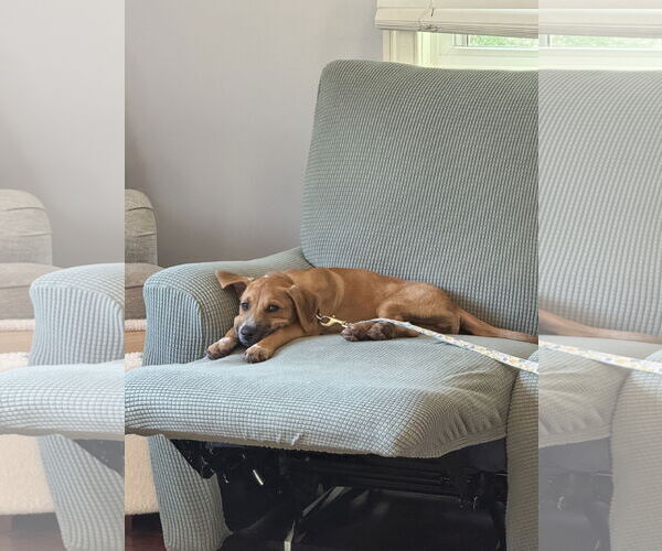 Medium Photo #2 Labsky Puppy For Sale in Virginia Beach, VA, USA