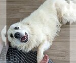 Small Photo #7 Great Pyrenees Puppy For Sale in Garland, TX, USA
