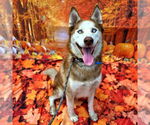 Small Siberian Husky