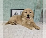 Small #4 Golden Retriever