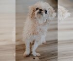 Small Photo #4 ShihPoo Puppy For Sale in Cuyahoga Falls , OH, USA