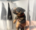 Small #2 Rottweiler