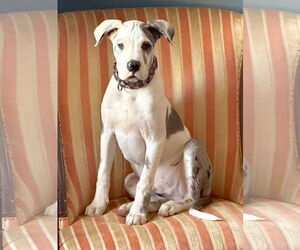 Great Dane Dogs for adoption in Huntersville, NC, USA