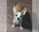 Small Chihuahua Mix