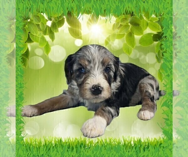 Medium Photo #14 Bernedoodle (Miniature) Puppy For Sale in BLACK FOREST, CO, USA