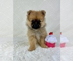 Small #2 Pomeranian