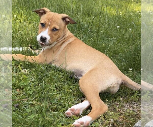 Medium Photo #1 Boxer-Unknown Mix Puppy For Sale in pomfret, CT, USA