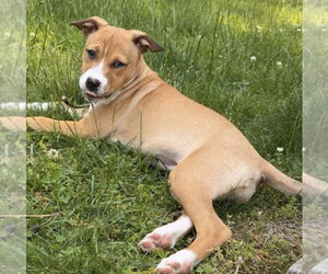 Boxer-Unknown Mix Dogs for adoption in pomfret, CT, USA