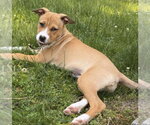 Small Boxer Mix