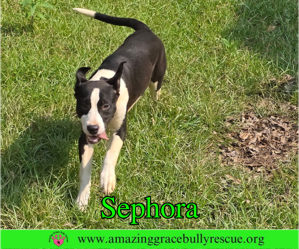 Medium Photo #7 Labrador Retriever-Unknown Mix Puppy For Sale in Milton, FL, USA