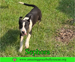 Small #6 Labrador Retriever Mix
