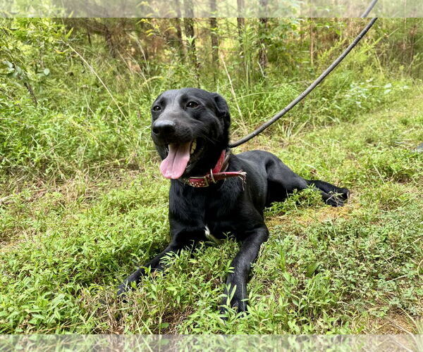 Medium Photo #1 Labrador Retriever-Unknown Mix Puppy For Sale in Sparta, TN, USA