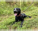 Small Labrador Retriever Mix