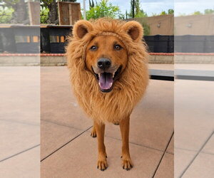 Rowley - Adopt Me! - Male Mutt Dog for Adoption - Photo #2
