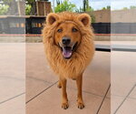 Small Photo #2 Mutt Puppy For Sale in Lake Forest, CA, USA