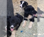 Small Photo #7 Border Collie Puppy For Sale in BLANCO, TX, USA