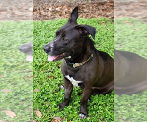 Labrador Retriever-Unknown Mix Dogs for adoption in Canton, CT, USA