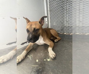 Mutt Dogs for adoption in Bakersfield, CA, USA