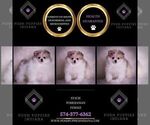 Small Photo #76 Pomeranian Puppy For Sale in WARSAW, IN, USA