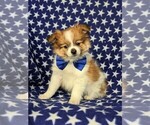 Small Photo #1 Fox Terrier (Smooth)-Pomeranian Mix Puppy For Sale in LEOLA, PA, USA